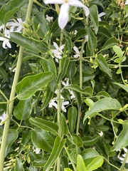 Jasminum officinale