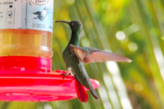 Anthracothorax prevostii