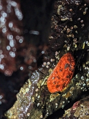 Psolus chitonoides