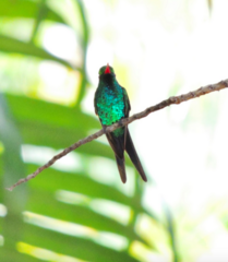 Cynanthus forficatus