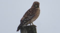 Buteo lineatus