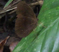 Faunis canens arcesilas