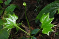 Lygodium heterodoxum