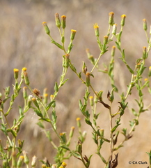 Heterotheca oregona
