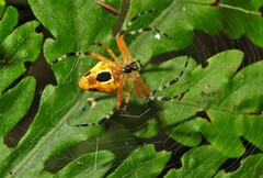 Eriophora nephiloides