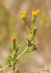 Heterotheca oregona