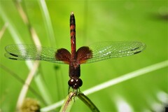 Erythrodiplax fervida