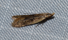 Dichomeris punctipennella