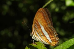 Adelpha cytherea