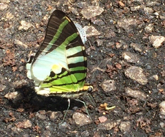 Graphium antiphates itamputi
