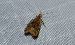 Dichomeris punctipennella