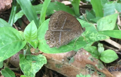 Mycalesis janardana