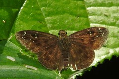 Celaenorrhinus monartus