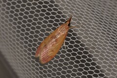 Syntonarcha iriastis