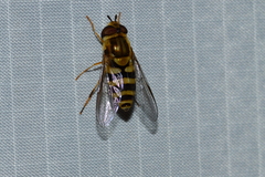 Syrphus knabi