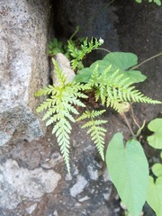 Pityrogramma calomelanos