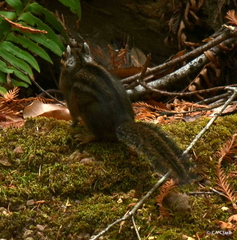 Neotamias ochrogenys