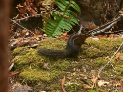 Neotamias ochrogenys