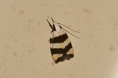 Zonopetala divisella