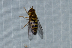 Syrphus knabi