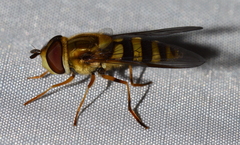 Syrphus knabi