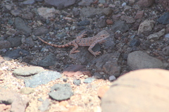 Liolaemus audituvelatus