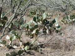 Opuntia alta