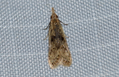 Dichomeris punctipennella