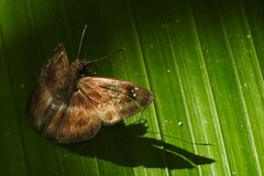 Quadrus cerialis