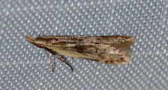 Dichomeris punctipennella