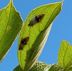 Halysidota cinctipes