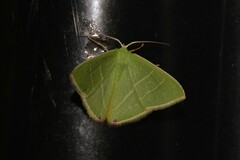 Urolitha bipunctifera