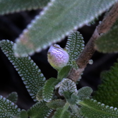 Rhopalomyia audibertiae