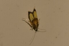 Labdia deliciosella