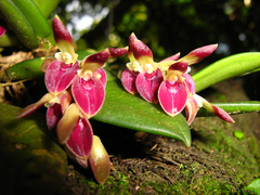 Acianthera recurva
