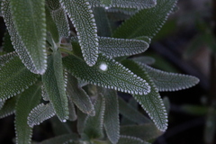 Rhopalomyia audibertiae