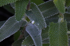 Rhopalomyia audibertiae