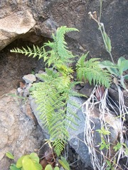 Pityrogramma calomelanos