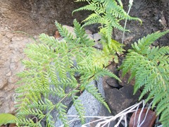 Pityrogramma calomelanos