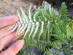 Pityrogramma calomelanos