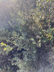 Arctostaphylos morroensis