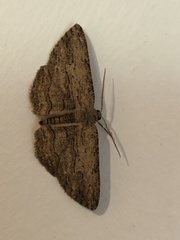 Zermizinga sinuata