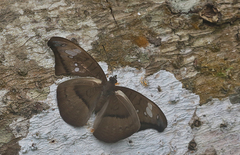 Tanaecia cocytus