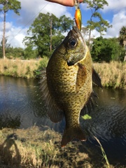 Lepomis macrochirus purpurascens