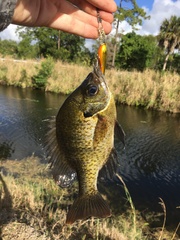Lepomis macrochirus purpurascens