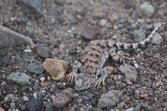 Liolaemus audituvelatus