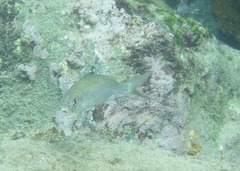 Eucinostomus