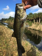 Micropterus floridanus