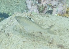 Eucinostomus