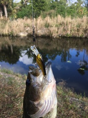 Micropterus floridanus